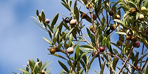 Immagine di olive