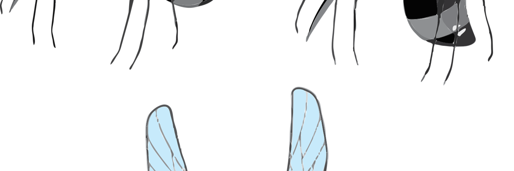 Disegno di zanzare